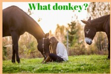 Does focus mean you miss the donkey